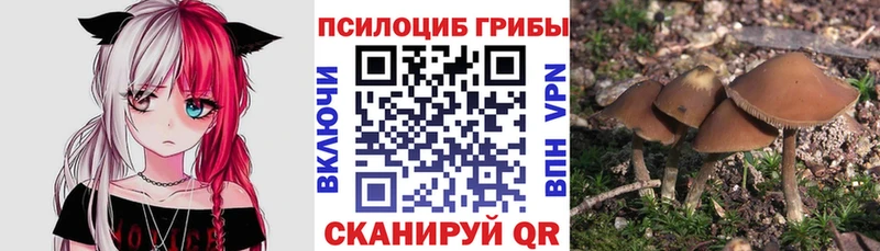 Псилоцибиновые грибы Cubensis  закладки  Полярные Зори 